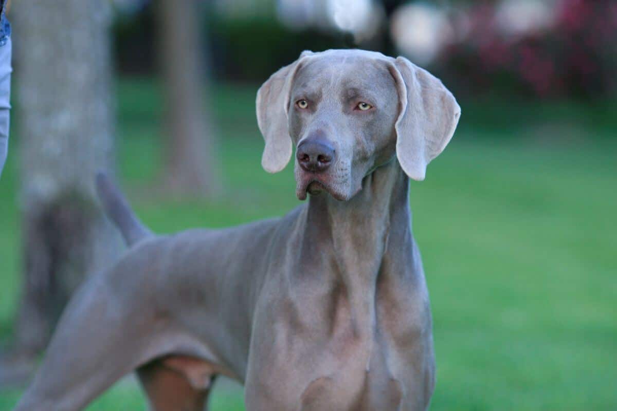 Weimaraner
