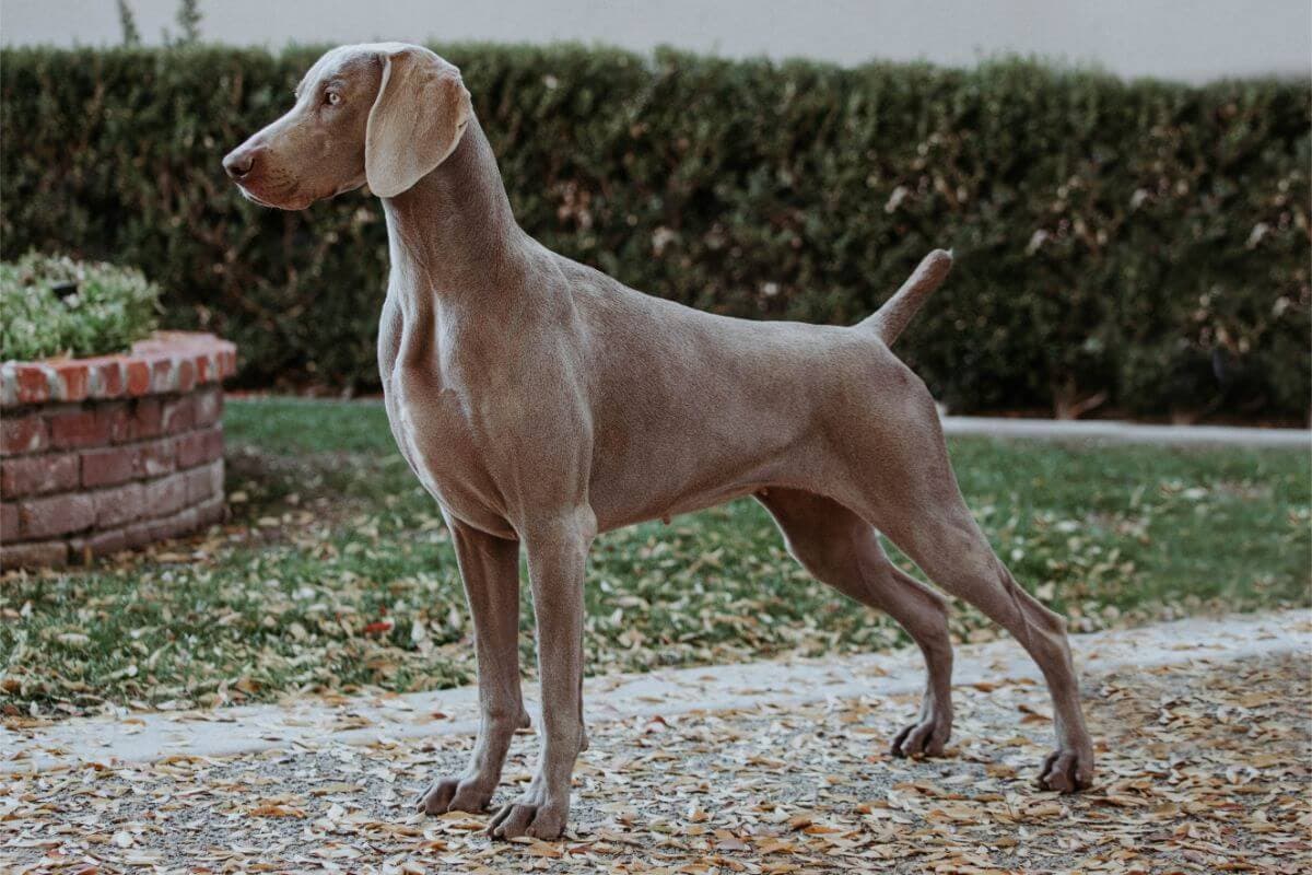 Weimaraner