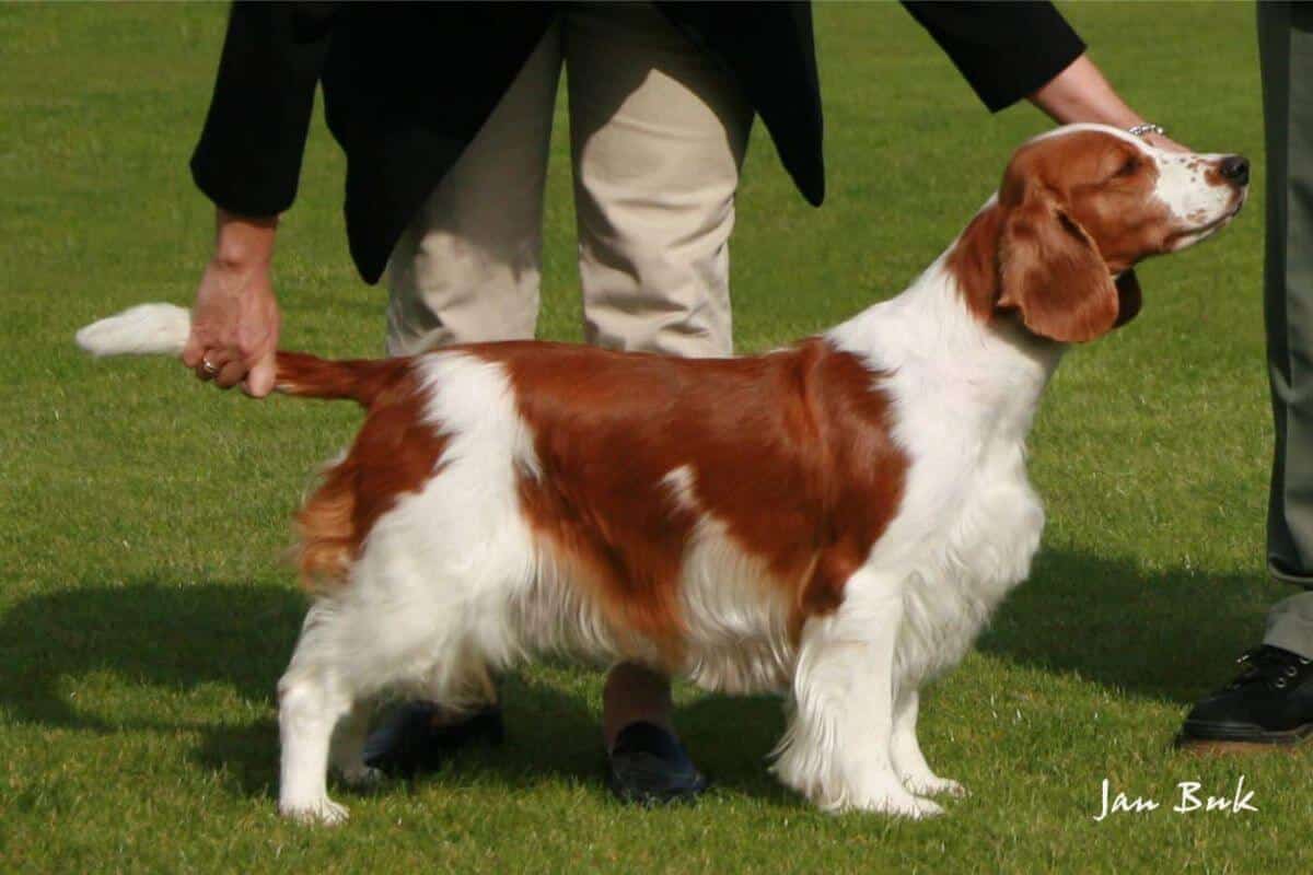 Welsh Springer Spaniel