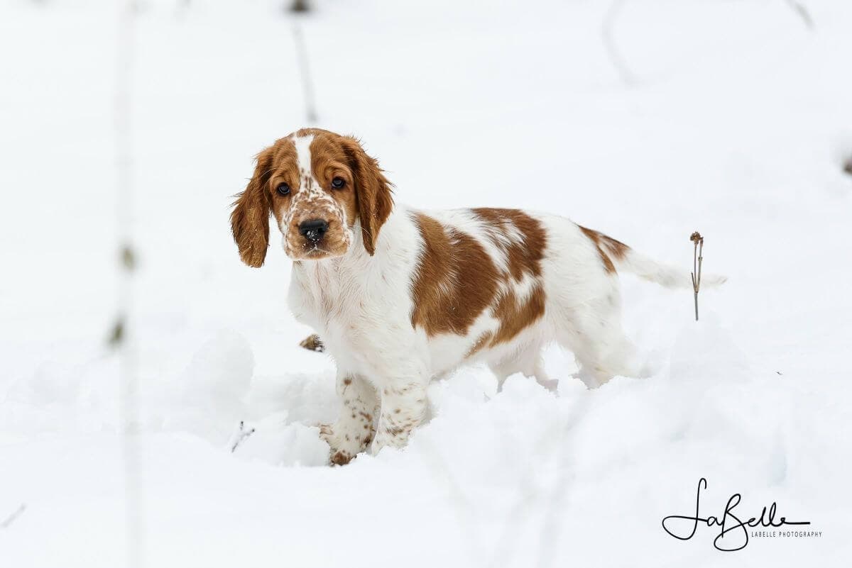 Welsh Springer Spaniel