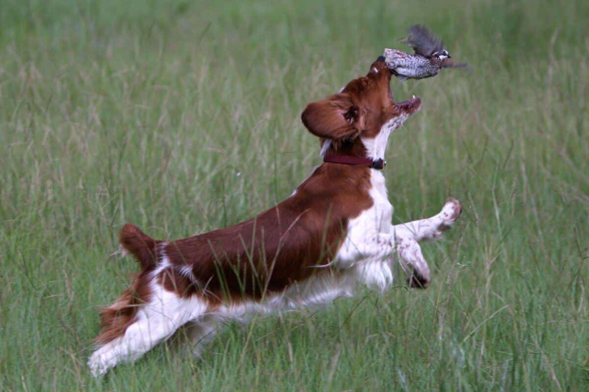 Welsh Springer Spaniel