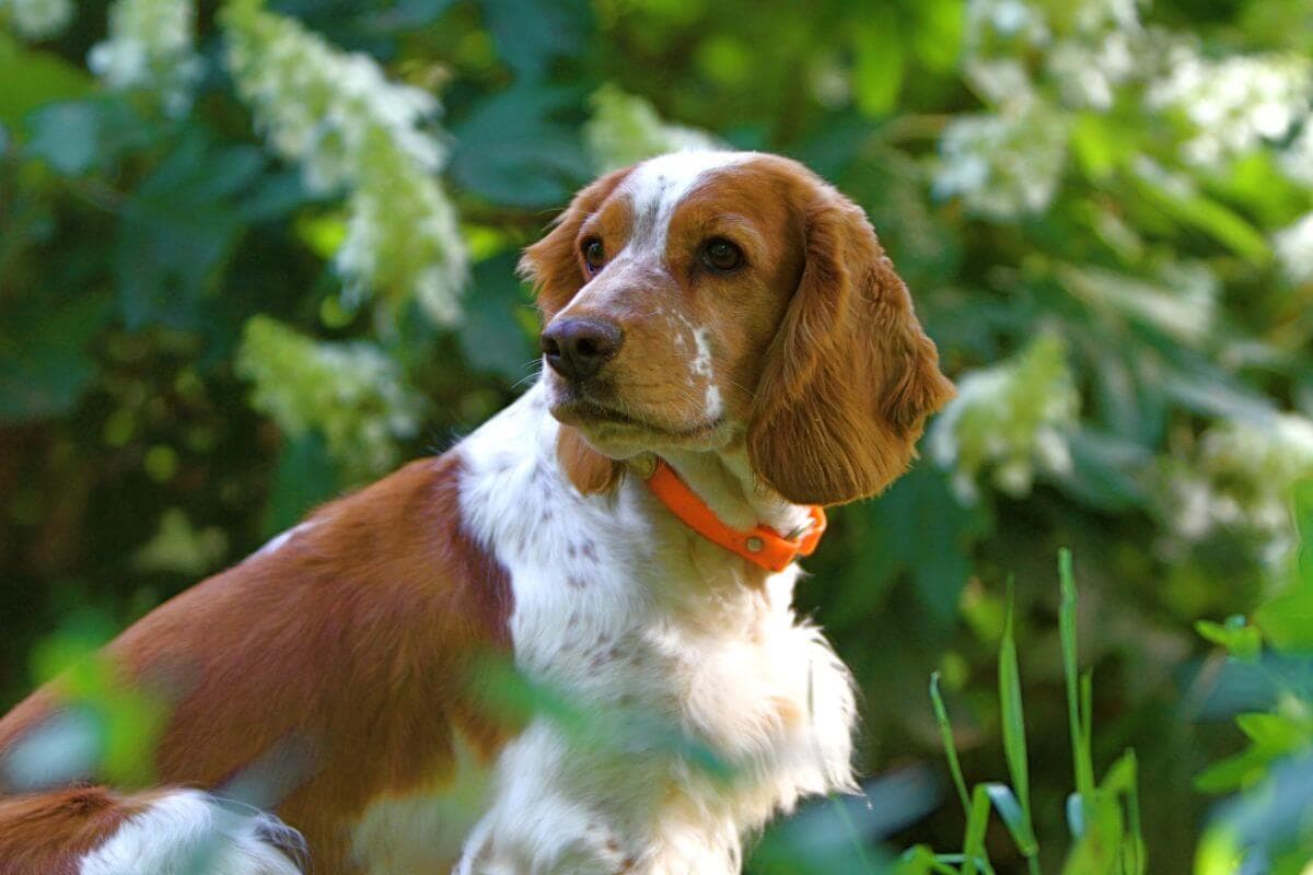 Welsh Springer Spaniel