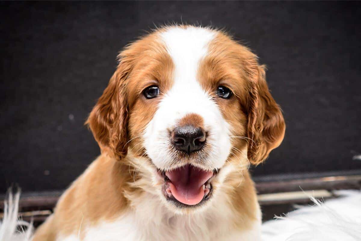 Welsh Springer Spaniel