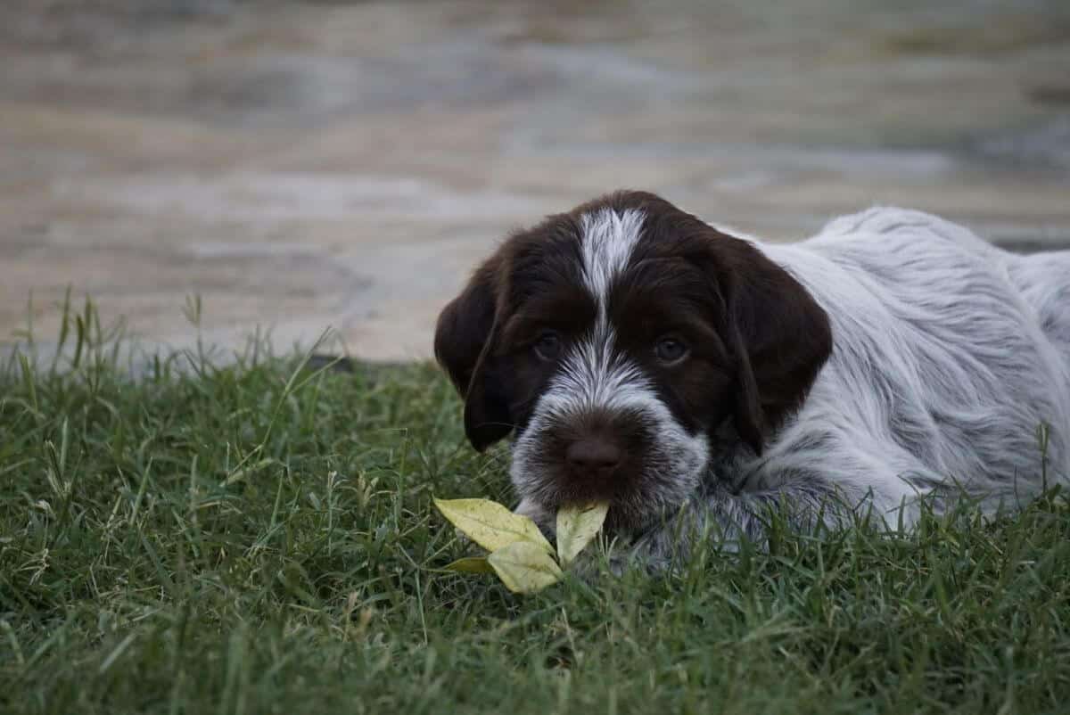 Wirehaired Pointing Griffon