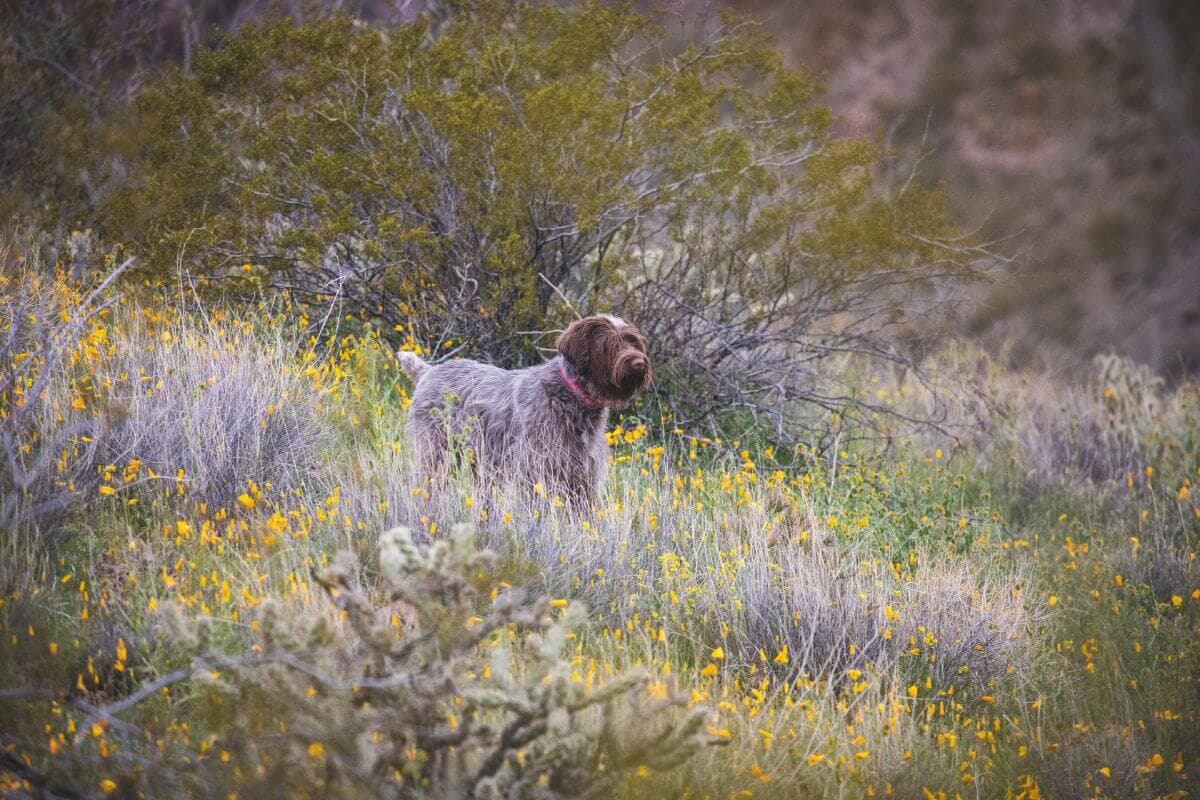 Wirehaired Pointing Griffon