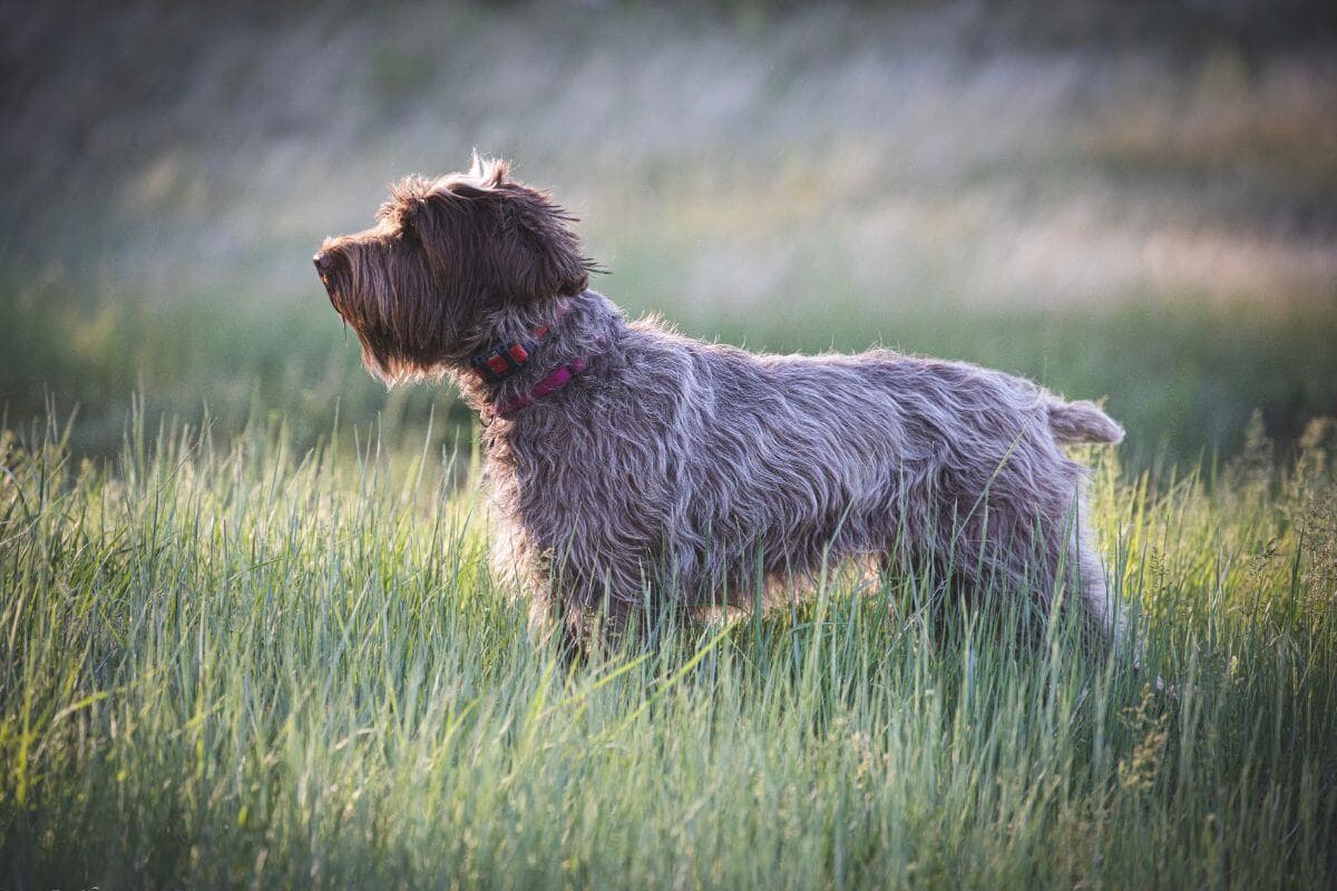 Wirehaired Pointing Griffon