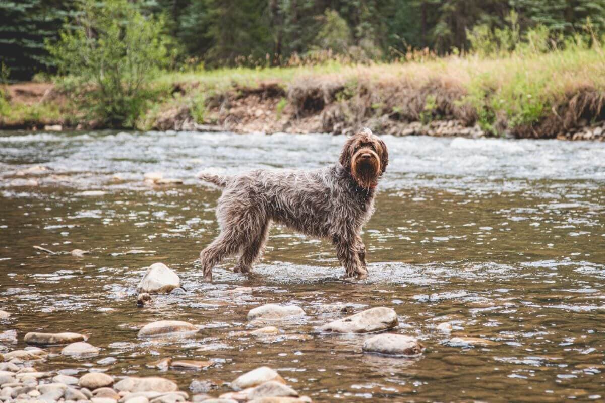 Wirehaired Pointing Griffon