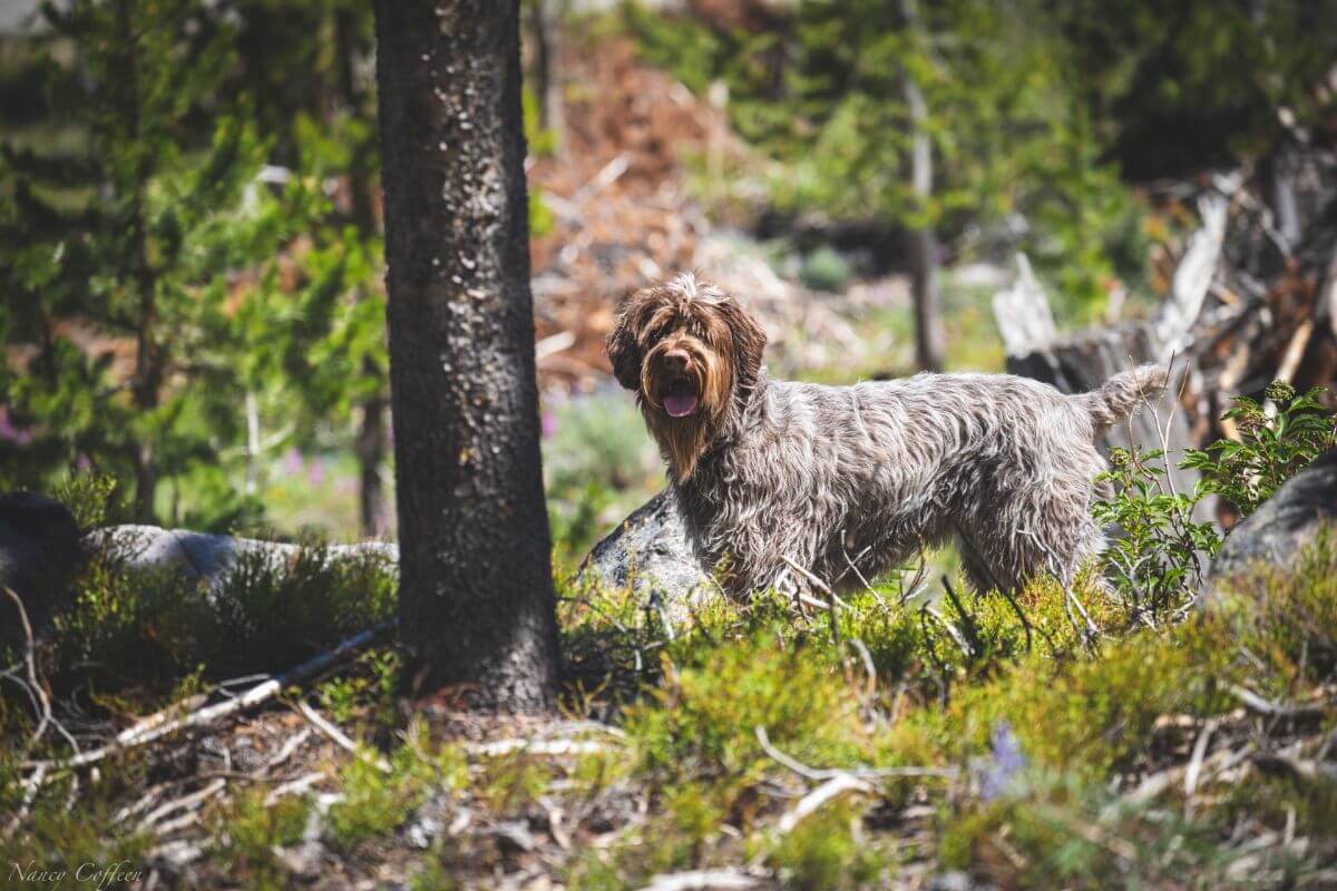 Wirehaired Pointing Griffon