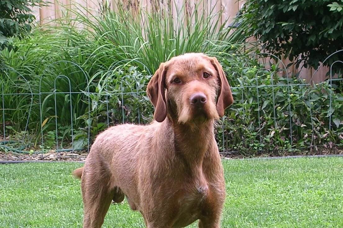 Wirehaired Vizsla
