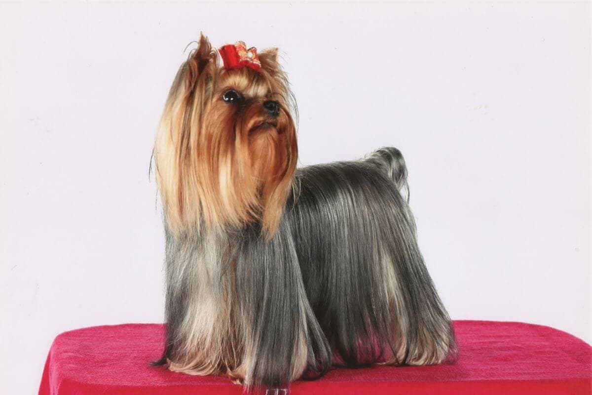Yorkshire Terrier
