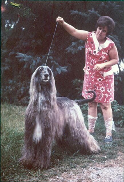Afghan Hound