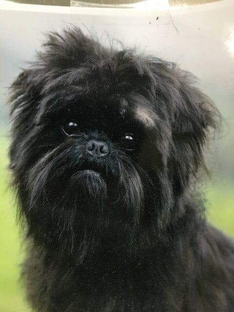 Affenpinscher: Near perfection for head and expression; Eye shape, color, set, nose, lower lip line. Neat but shaggy appearance.