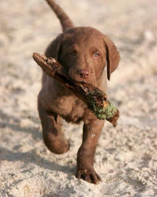Chesapeake Bay Retriever puppy holding a branch in its mouth.
