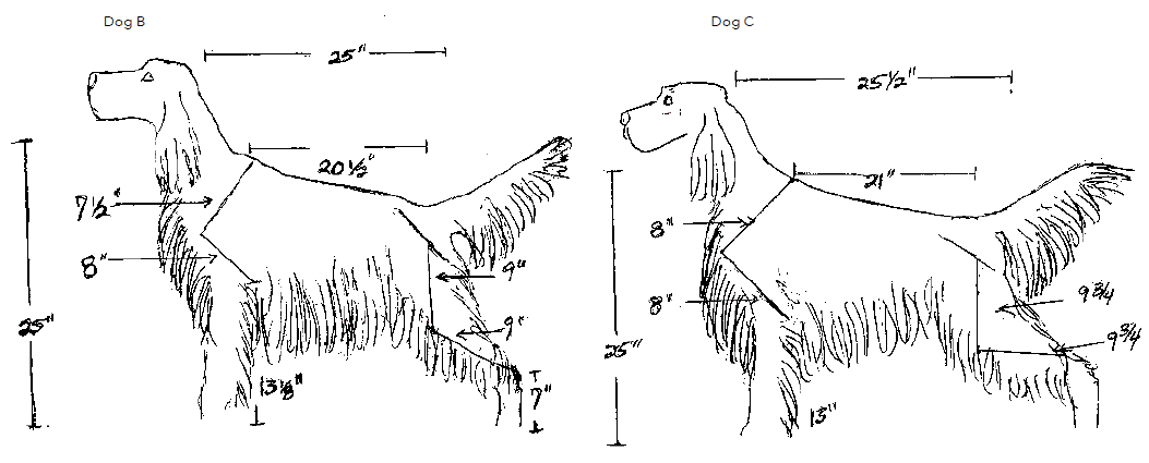 Illustration of an English Setter.