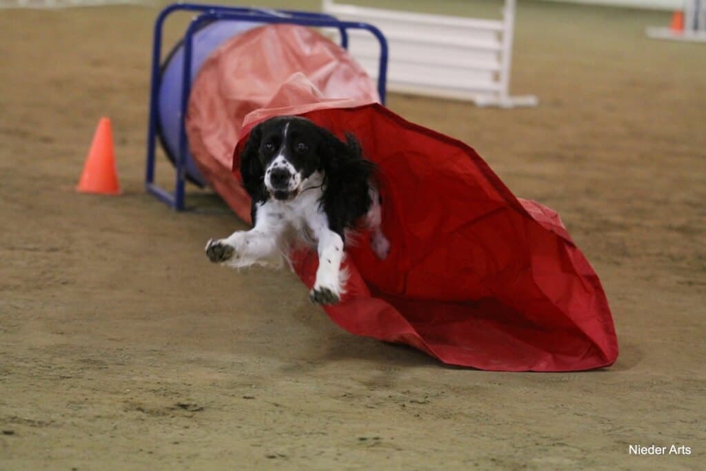 English-Springer-Spaniel (4)