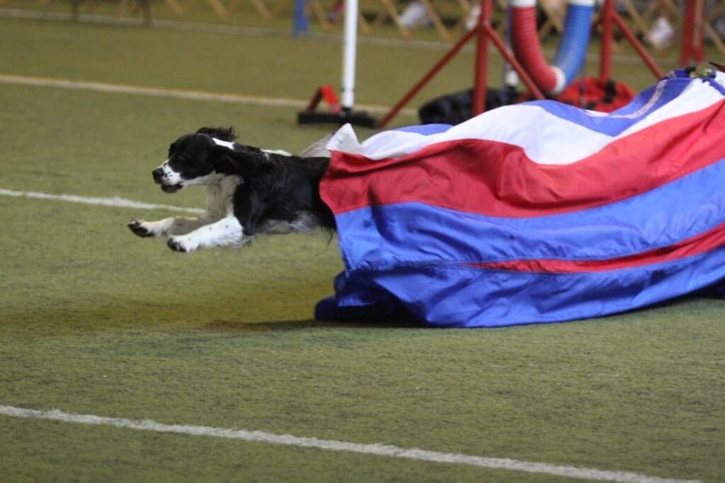 English-Springer-Spaniel (5)