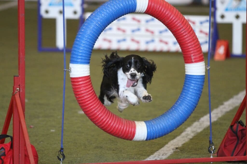 English-Springer-Spaniel (6)