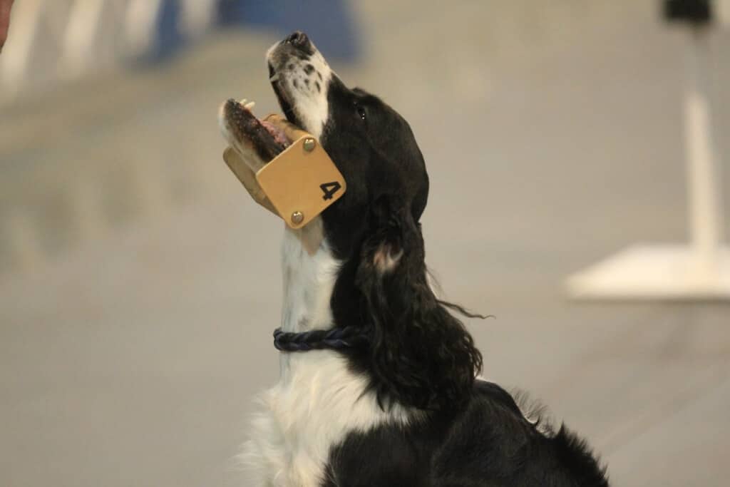 English-Springer-Spaniel (7)