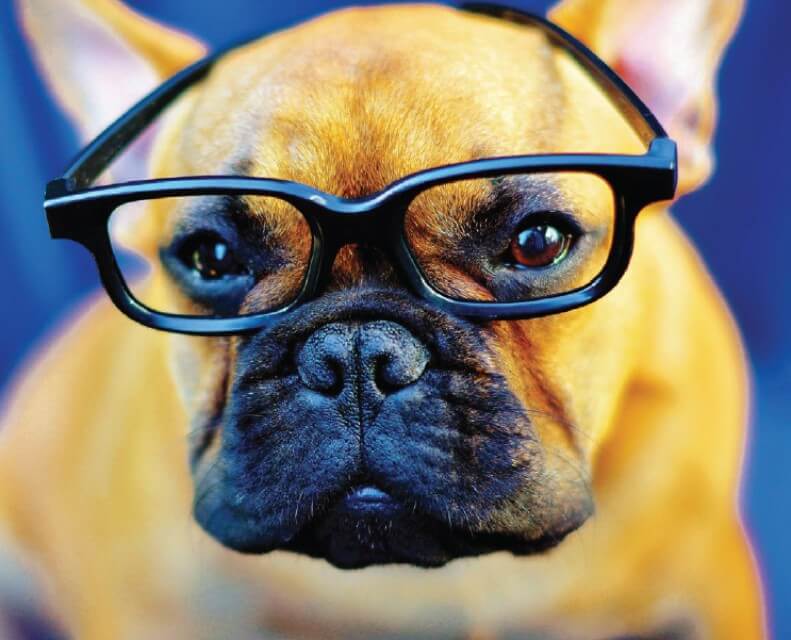 Close-up head photo of a Frenchie wearing glasses.