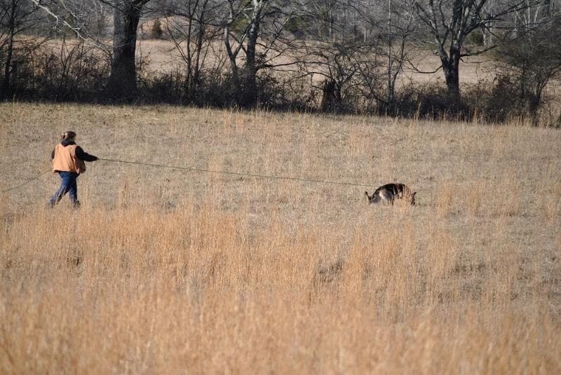 German Shepherd Dog tracking outside in the field.