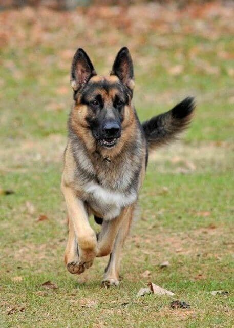 German Shepherd Dog running towards the camera, outside in the nature.