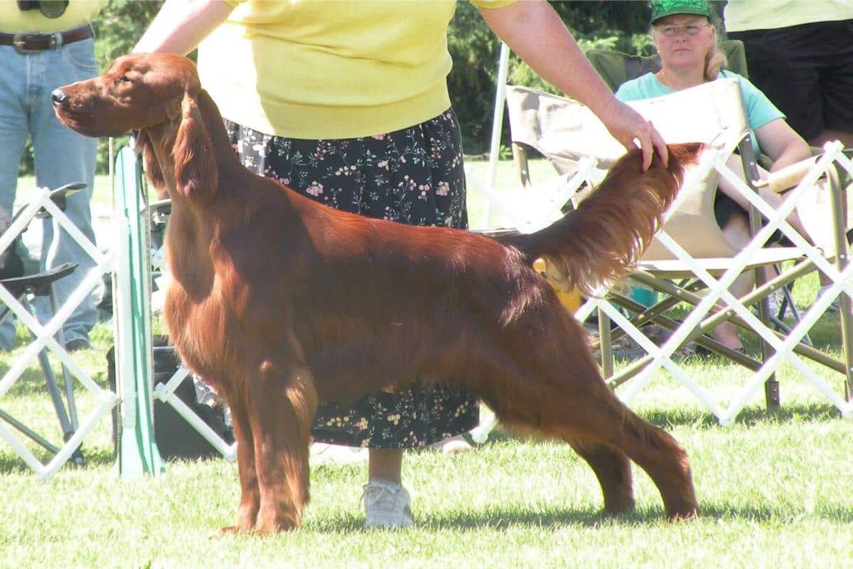 Irish Setter stacked at a dog show.