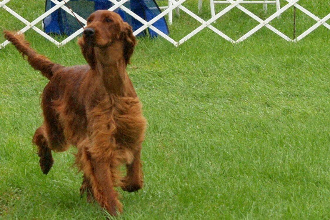 Irish Setter in the dog show ring.