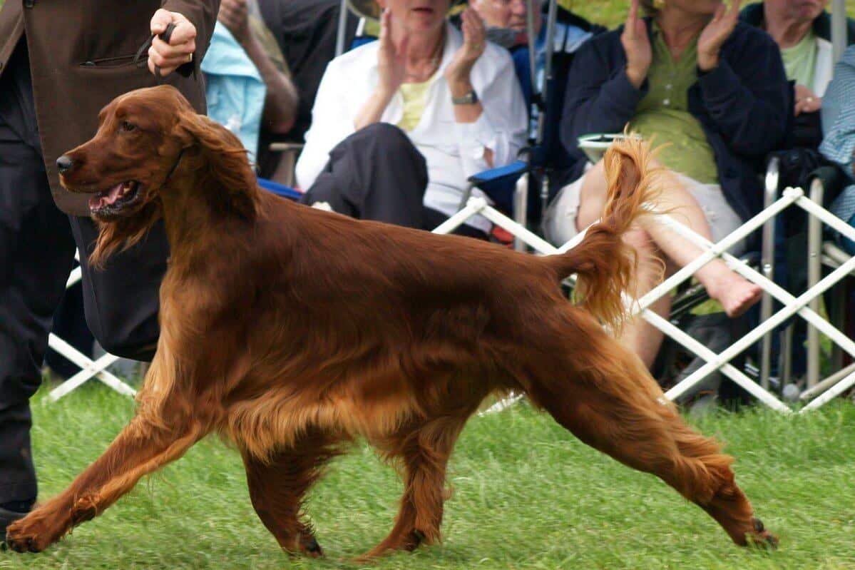 Irish Setter in the dog show ring.