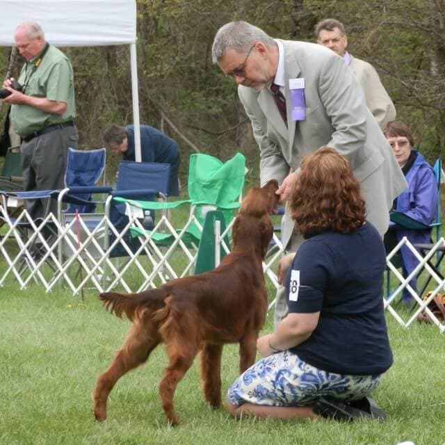 Irish Setter in the dog show ring.