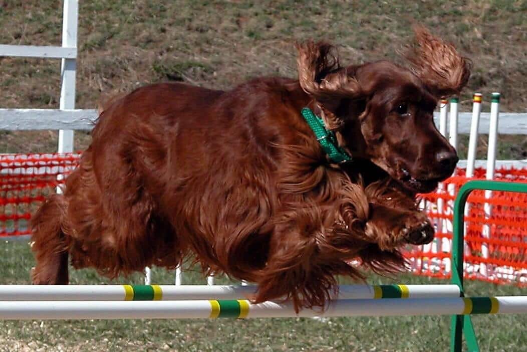 Irish Setter in Agility dog sport.