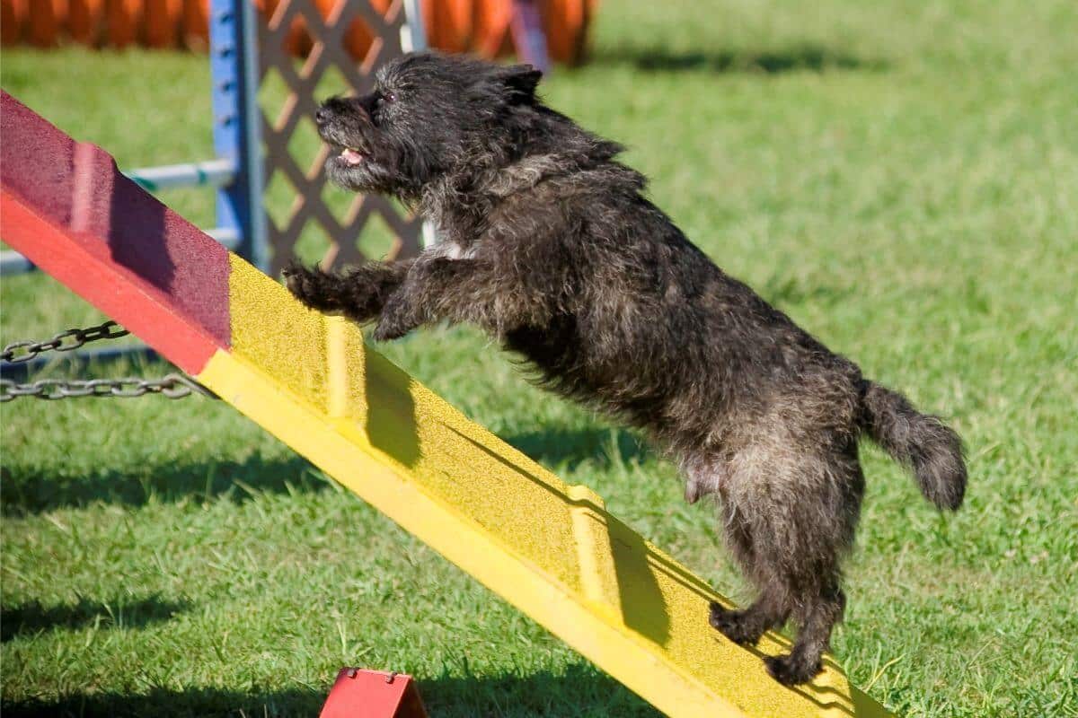Cairn Terrier "Mac "running up the A-Frame in Masters.