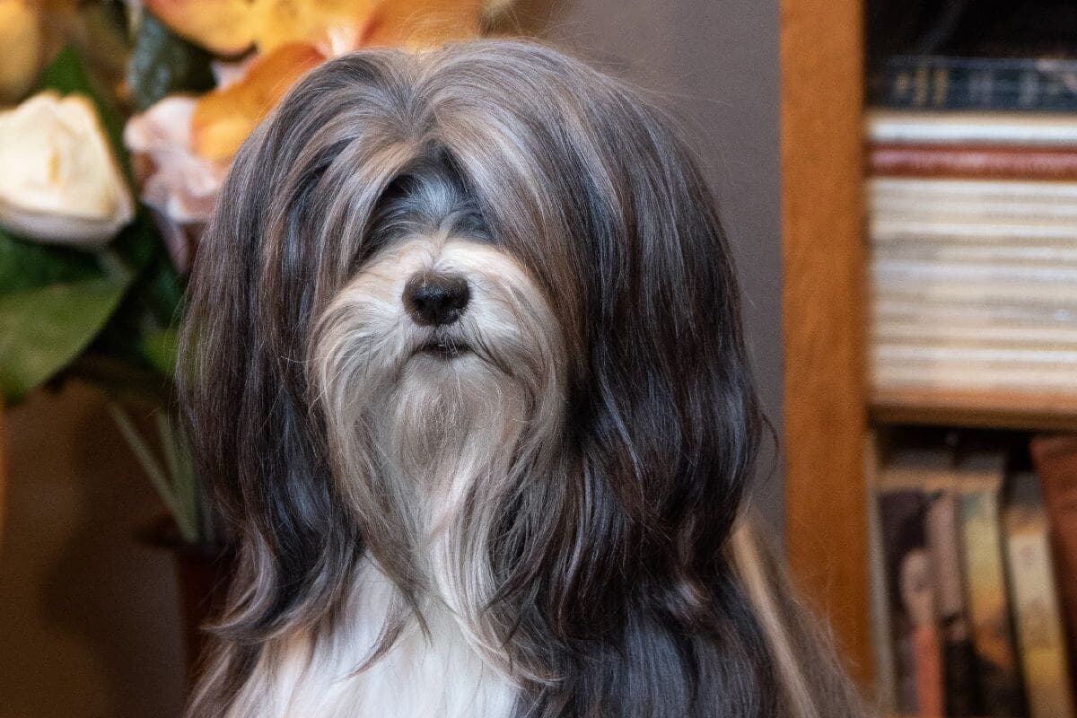 Tibetan Terrier