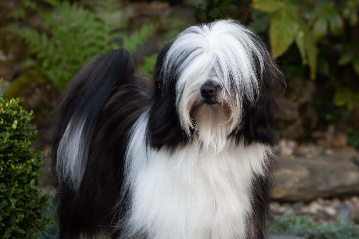 Tibetan Terrier