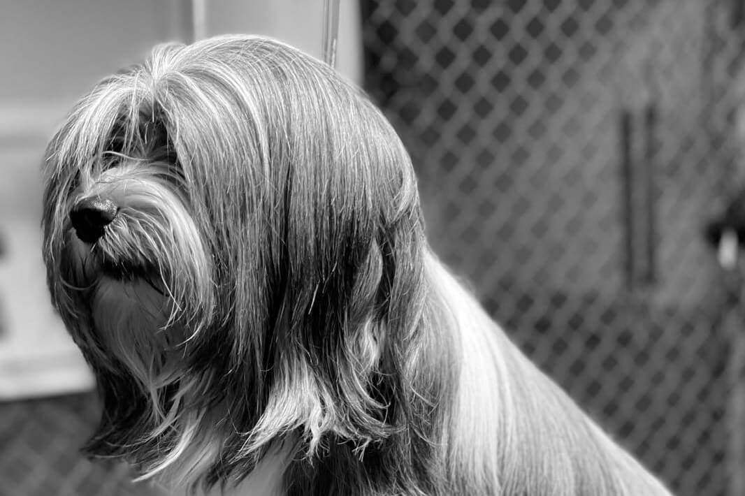 Tibetan Terrier
