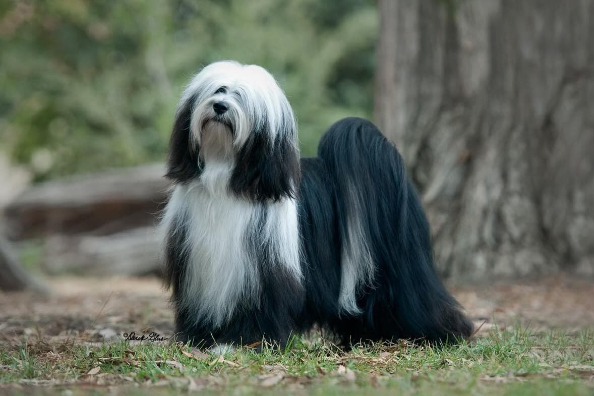 Tibetan Terrier