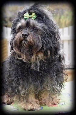 adult curly boy (1)