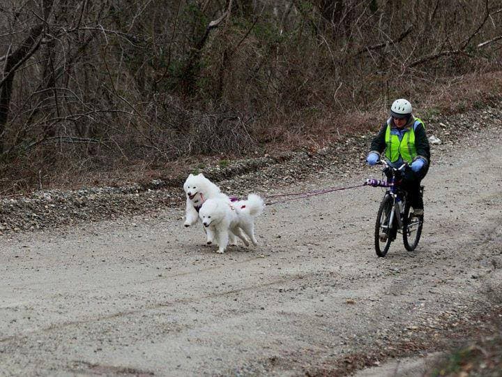 Bikejoring