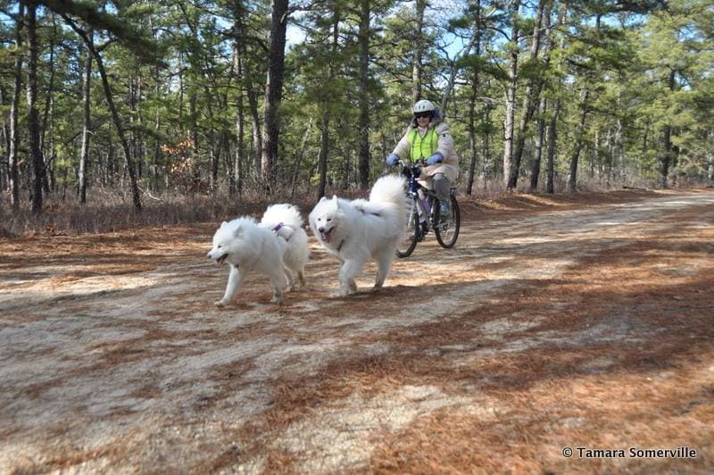 Bikejoring
