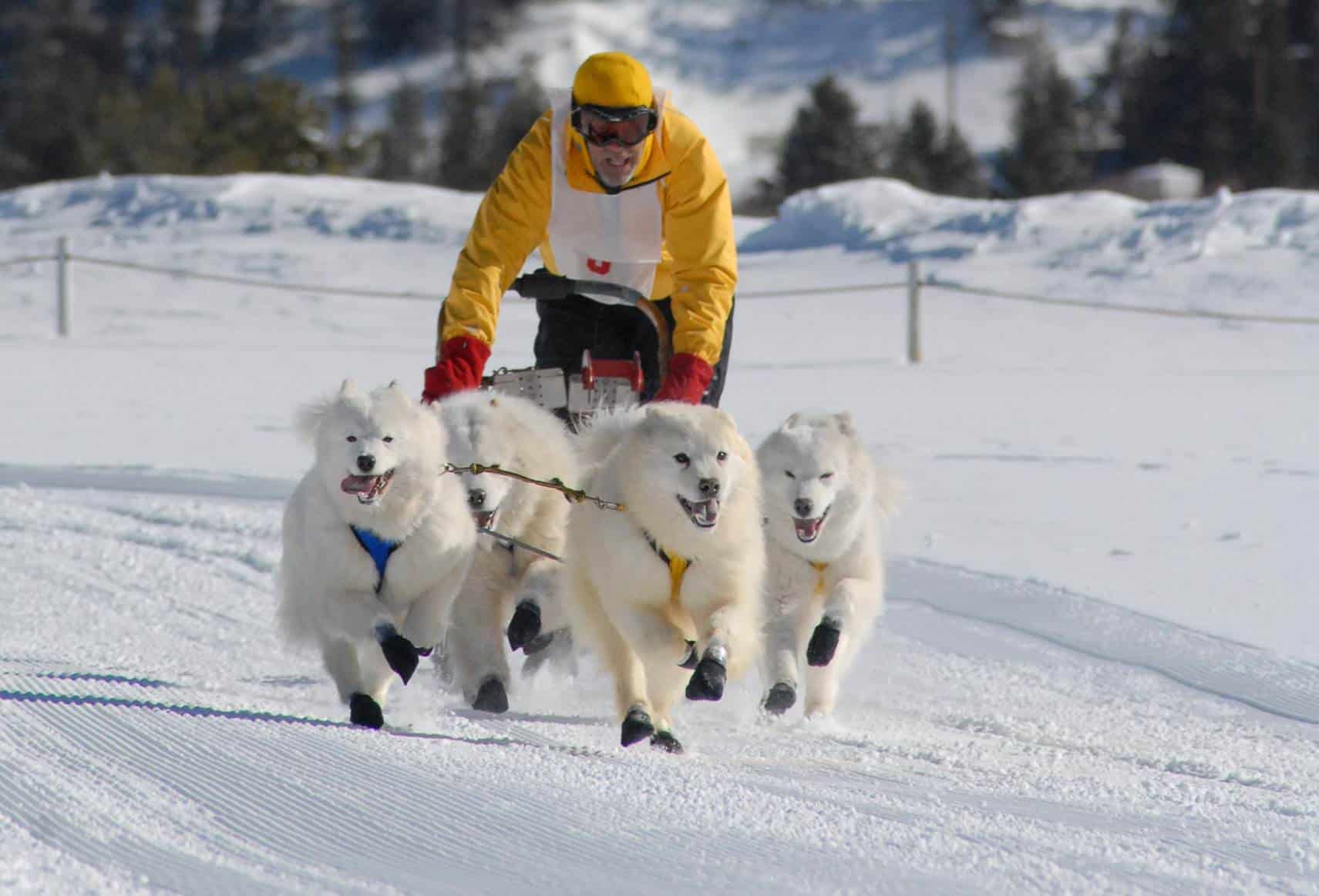 Competitive Sledding