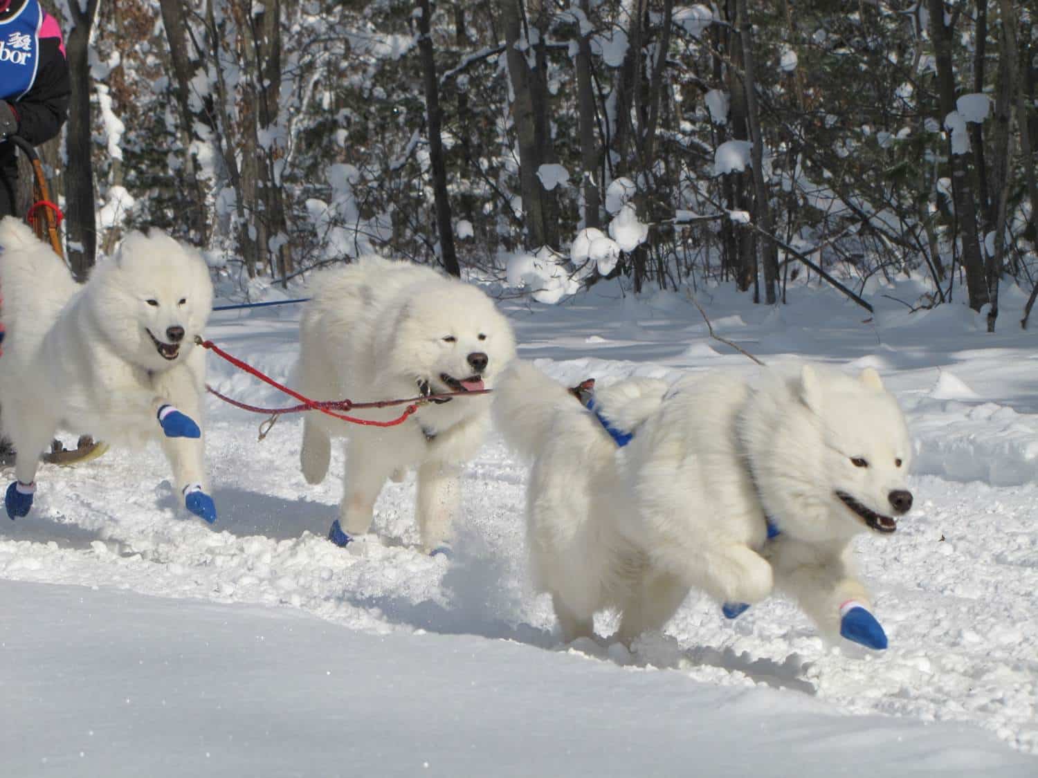 Competitive Sledding