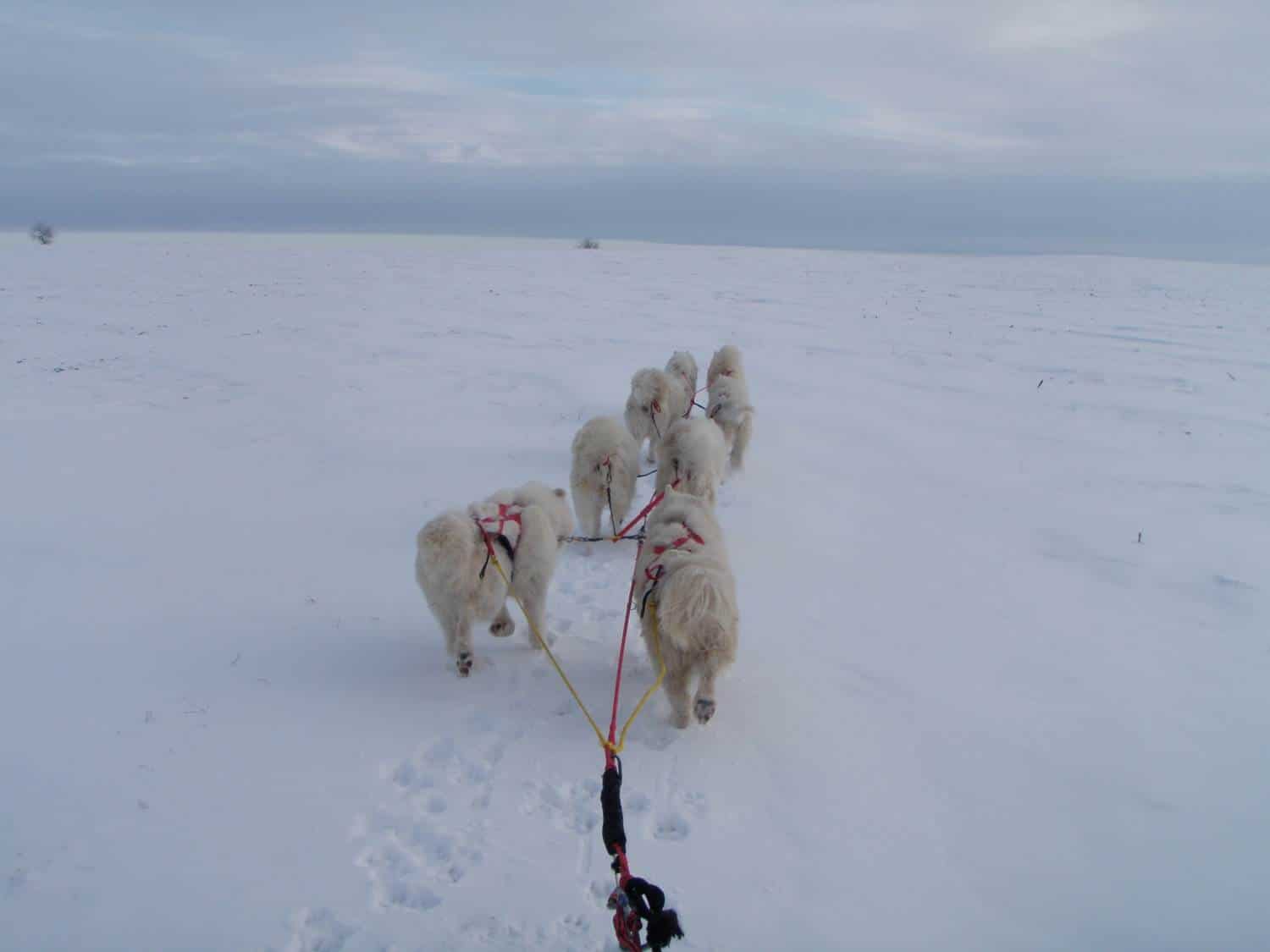 Excursion Sledding