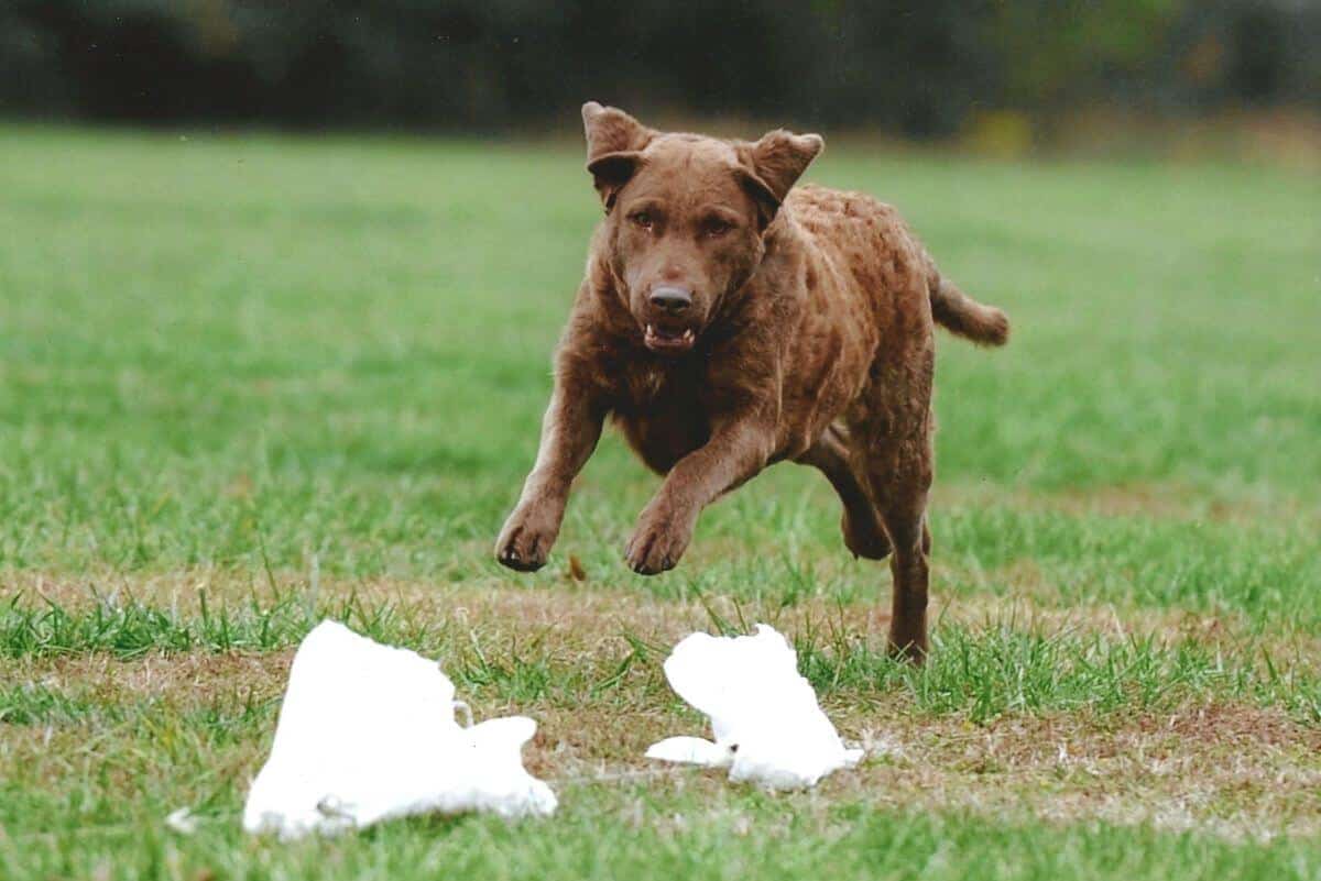 Chesapeake Bay Retriever lure coursing.
