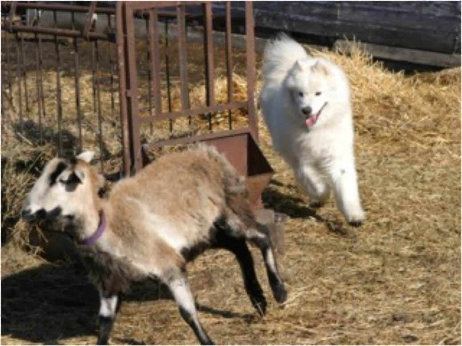 Herding