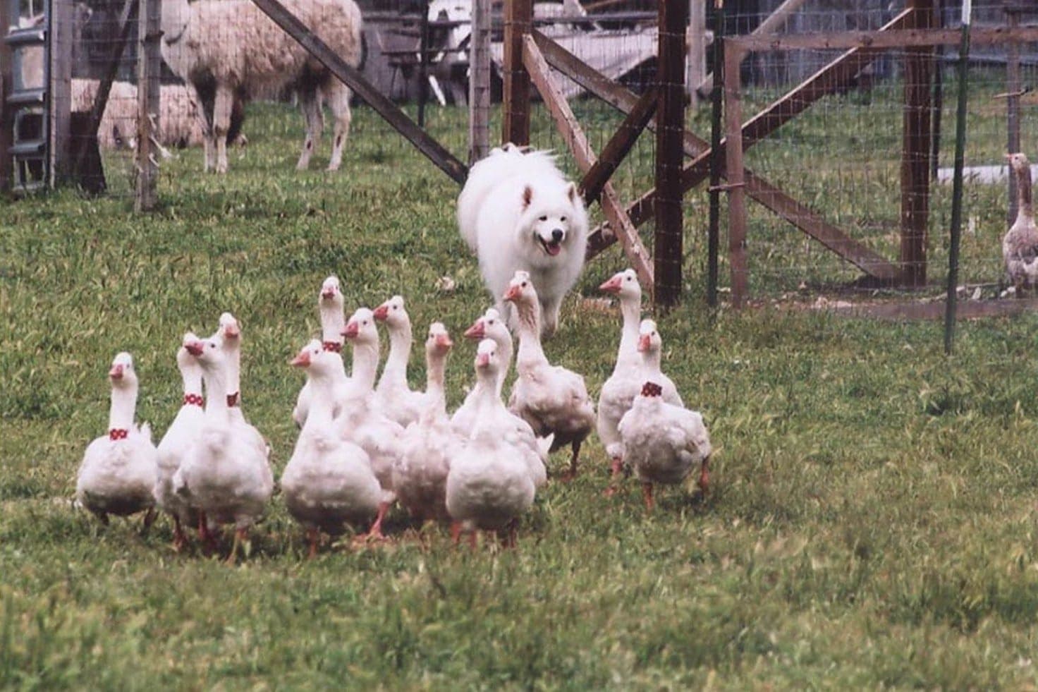 Herding