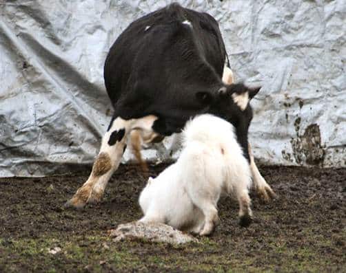 Herding