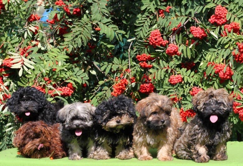 puppies six (1)