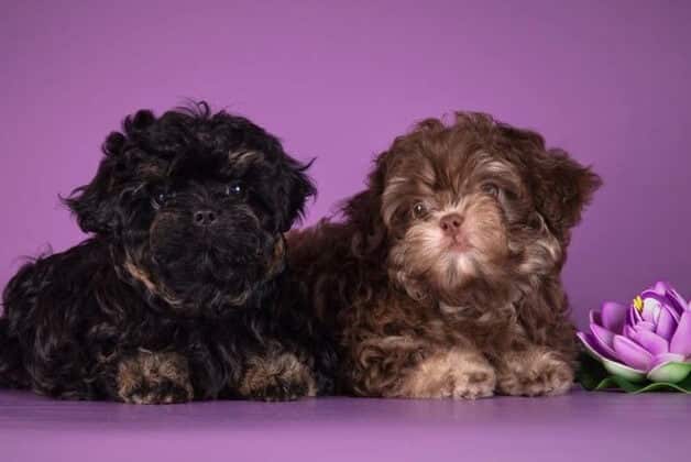 puppy duo bi color (2)