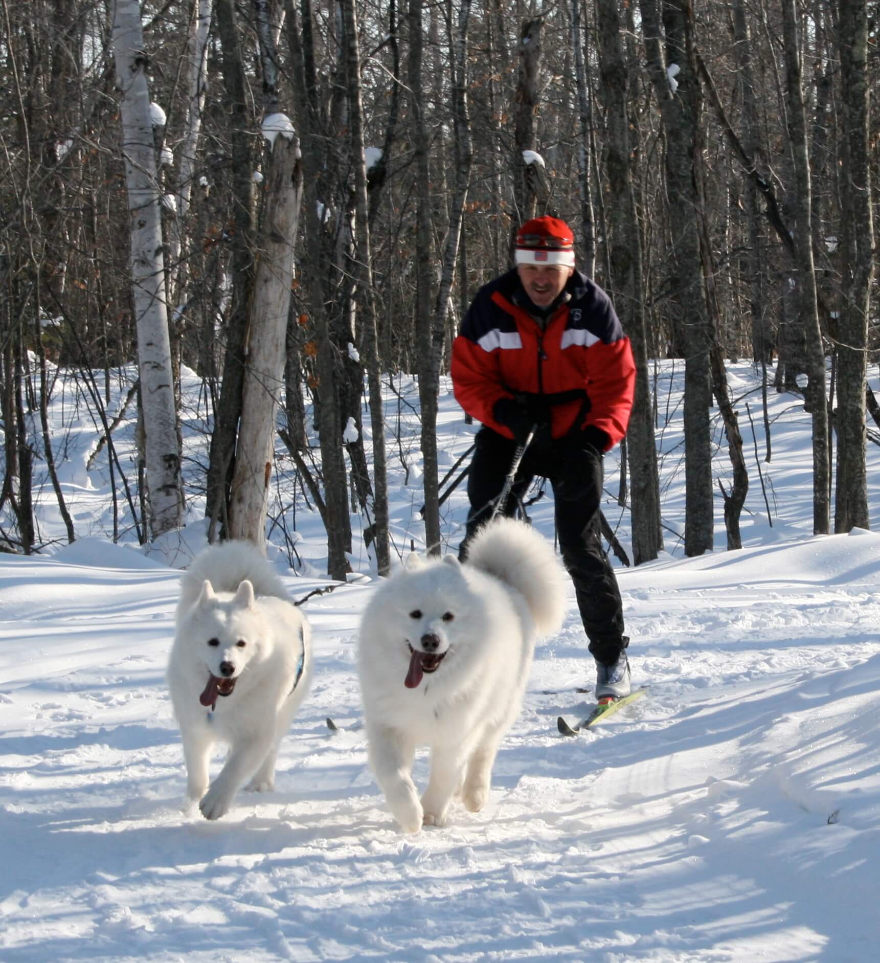 Skijoring