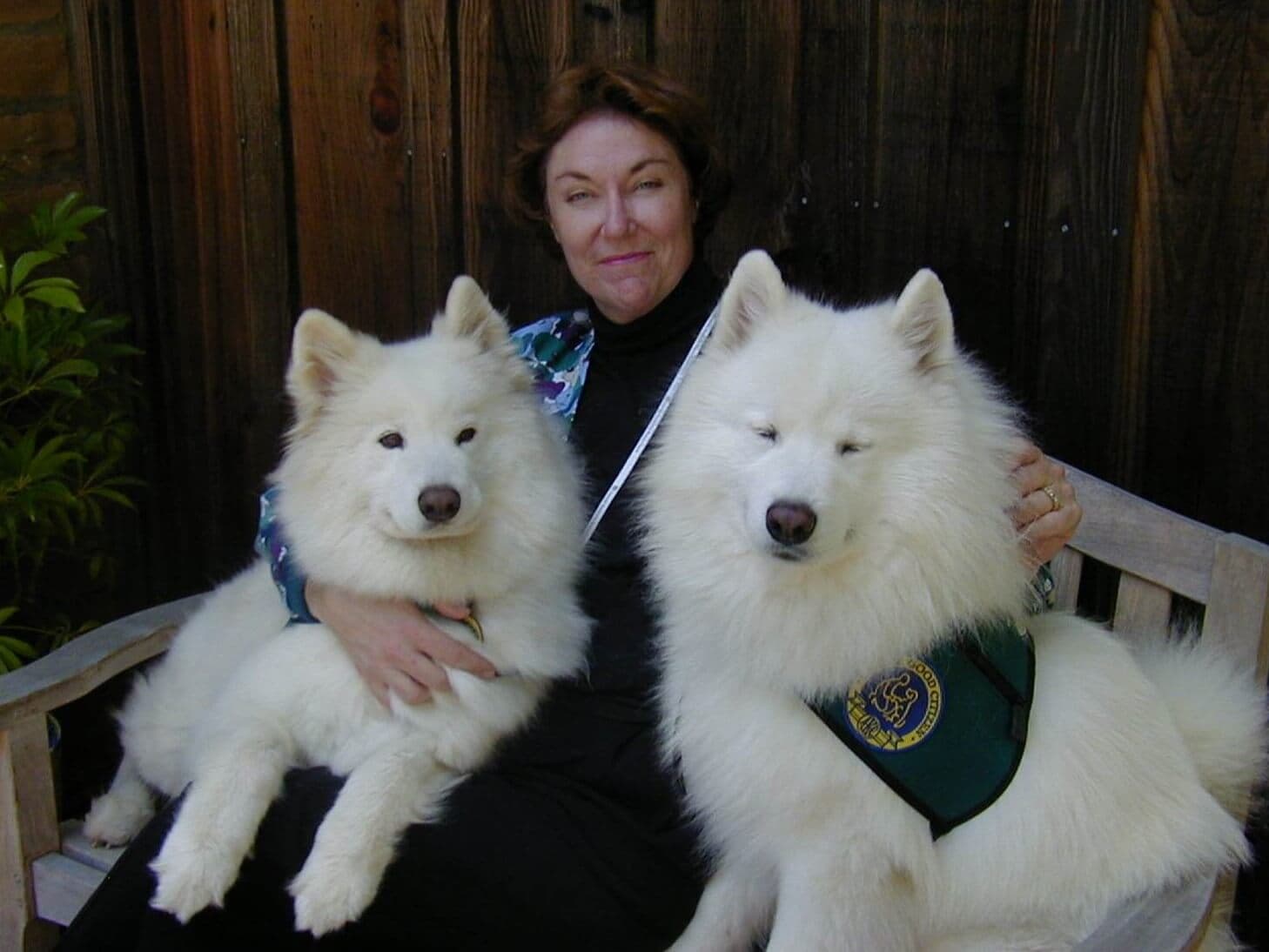Therapy dogs