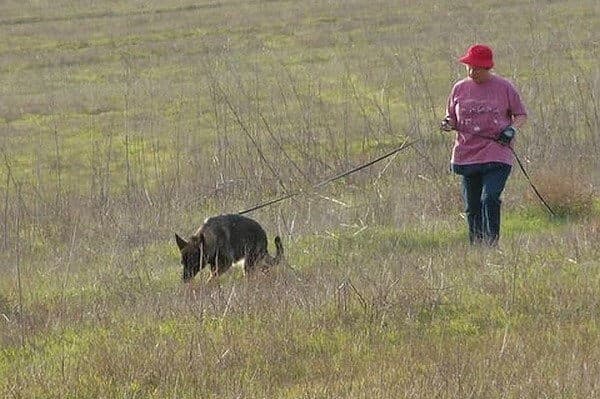 German Shepherd Dog doing tracking.